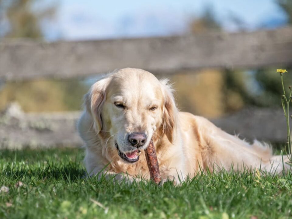 PetAlpin - Hundefutter News