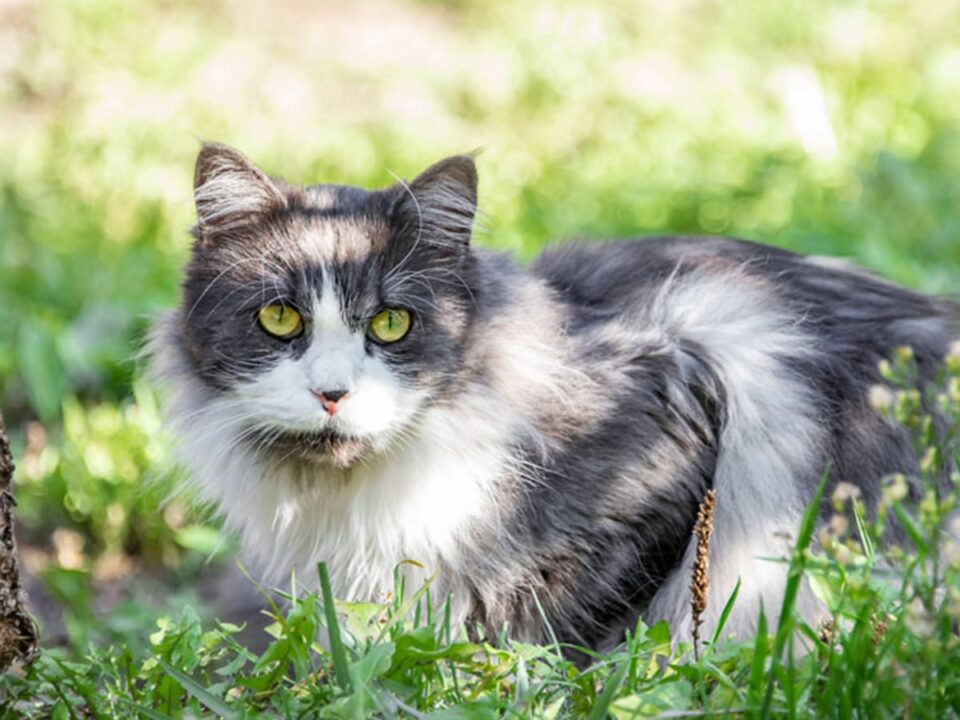 PetAlpin - Katzen News